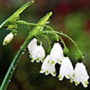 Snowdrops In The Morning Dew #1 Poster