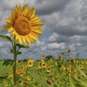 Sunflower In Field #1 Poster