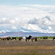 The Wild Horses  Of The Onaqui Mountains, Utah #1 Poster