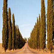 Val D'orcia, Famous Group Of Cypress Trees In Tuscany, Italy #2 Poster