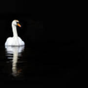 White Swan Reflected In Calm Water #1 Poster