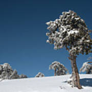 Winter Landscape In Snowy Mountains. Frozen Snowy Lonely Fir Trees Against Blue Sky. Poster
