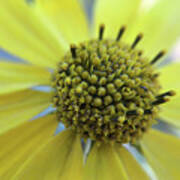 Yellow Wildflower Macro #1 Poster