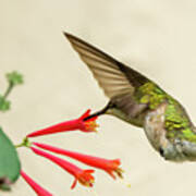 Ruby Throated Hummingbird #10 Poster