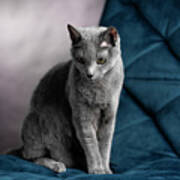 Russian Blue #10 Poster