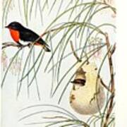 Beautiful Vintage Bird #1073 Poster