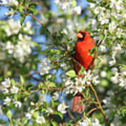 Cardinal #12 Poster