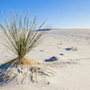 White Sands Gypsum Dunes #12 Poster