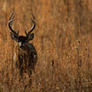 12 Point Buck Poster