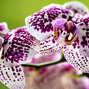 Spotted Orchid Flowers #14 Poster