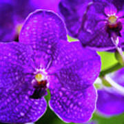 Purple Orchid Flowers #16 Poster