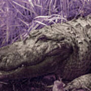 Alligator In Infrared #2 Poster