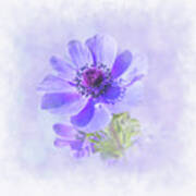 Anemone In Blue #2 Poster