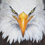 Bald Eagle #2 Poster