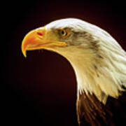 Bald Eagle #2 Poster