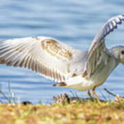 Black-headed Gull, Chroicocephalus Ridibundus, On The Ground #2 Poster