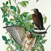 Broad-winged Hawk #2 Poster