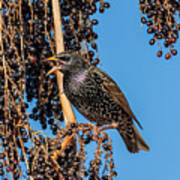 Europen Starling #2 Poster