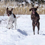 German Shorthaired Pointers #2 Poster