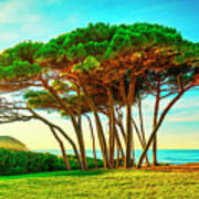 Maritime Pine Tree Group Near Sea And Beach. Baratti, Tuscany. Poster