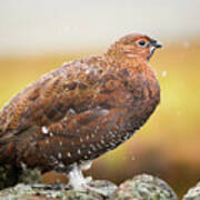 Red Grouse On A Dry Stone Wall In The Rain #2 Poster