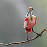 Portrait Of Roseate Spoonbill Poster