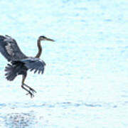The Great Blue Heron #2 Poster