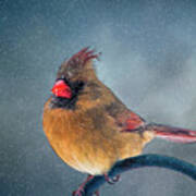 Winter Cardinal Poster