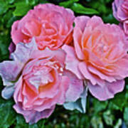 2020 Mid June Garden Coral Roses 1 Poster