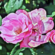 2020 Mid June Garden Shrub Roses 1 Poster
