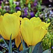 2020 Yellow Spring Tulips Poster