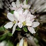 2021 White Apple Blossom Zoom Blur Photograph Poster