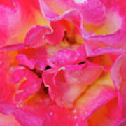 28x28 Backyard Rose After The Rain Poster