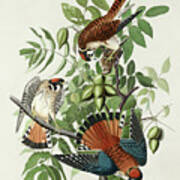 American Sparrow Hawk #3 Poster