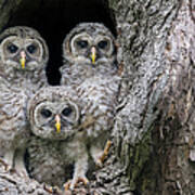 Pardon Me Is It A New Nikon Z9 Mirrorless Camera - Baby Barred Owls Poster