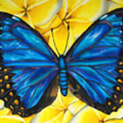 Blue Morpho Butterfly #2 Poster