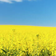 Canola Field #3 Poster