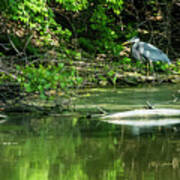 Great Blue Heron Hunting #3 Poster