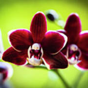 Red Orchid Flower #3 Poster