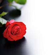 Red Rose On Black And White Background Poster