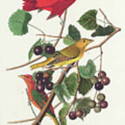 Summer Red Bird #3 Poster