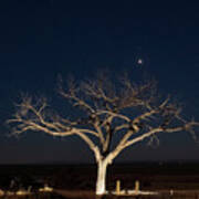 Taos Tree At Night With Stars And Venus #3 Poster