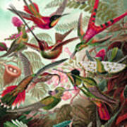 Trochilidae By Ernst Haeckel #1 Poster