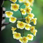 Yellow Orchid Flowers #3 Poster