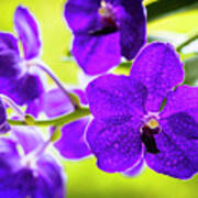 Purple Orchid Flowers #30 Poster