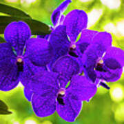 Purple Orchid Flowers #31 Poster