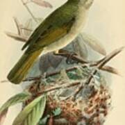 Antique Bird Illustrations #4 Poster