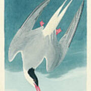 Arctic Tern By John James Audubon Poster