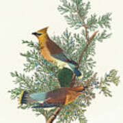 Cedar Bird #4 Poster