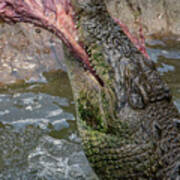 Saltwater Crocodile Eating #6 Poster
